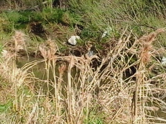 Andropogon glomeratus