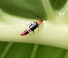 Carphurus fasciculatus