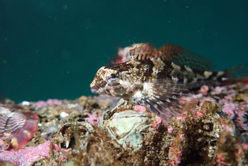 Tidepool Sculpin