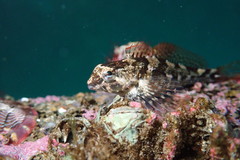 Tidepool Sculpin photo 2