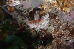 Schizobranchia insignis