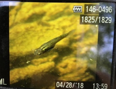 Gambusia affinis