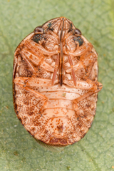 Stethaulax marmorata