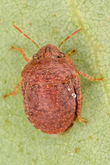 Stethaulax marmorata