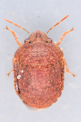 Stethaulax marmorata