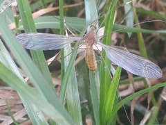 Ischnotoma