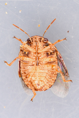 Stethaulax marmorata