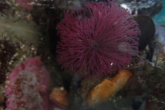 Schizobranchia insignis