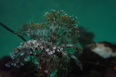 Schizobranchia insignis