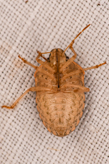 Holcostethus abbreviatus