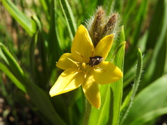 Hypoxis galpinii