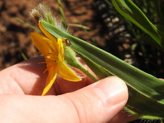 Hypoxis galpinii