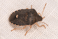 Holcostethus abbreviatus