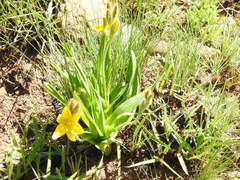 Hypoxis galpinii
