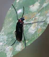Pseudorus
