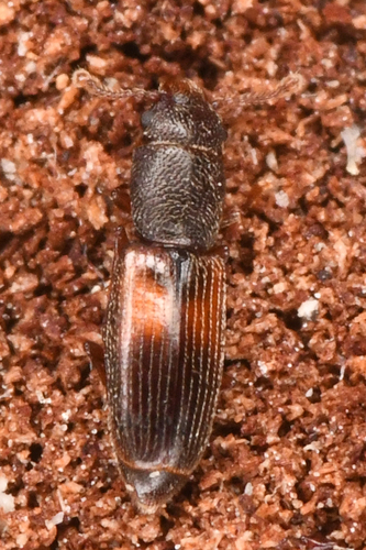 Hesperobaenus abbreviatus photo 4