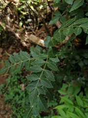 Bursera glabrifolia