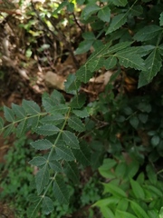 Bursera glabrifolia