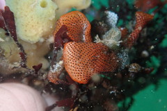 Watersipora cucullata