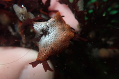 Watersipora cucullata