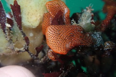 Watersipora cucullata