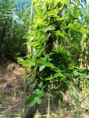 Bursera glabrifolia