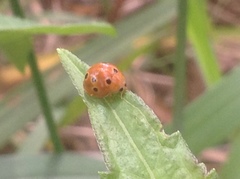 Henosepilachna argus