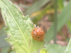 Henosepilachna argus