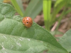 Henosepilachna argus