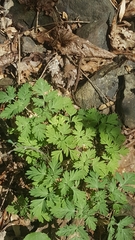 Dicentra