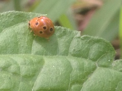 Henosepilachna argus