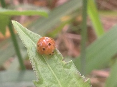 Henosepilachna argus