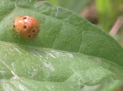 Henosepilachna argus