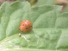 Henosepilachna argus