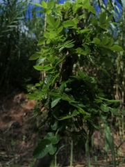 Bursera glabrifolia