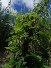 Bursera glabrifolia