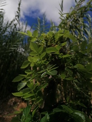 Bursera glabrifolia