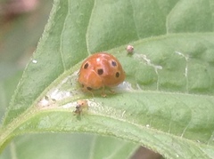 Henosepilachna argus