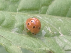 Henosepilachna argus