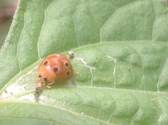 Henosepilachna argus