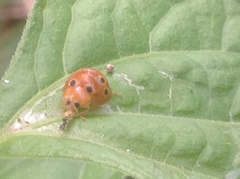 Henosepilachna argus