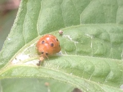 Henosepilachna argus