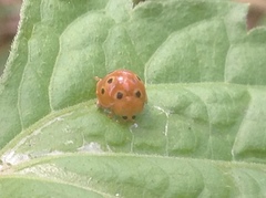 Henosepilachna argus