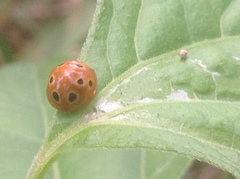 Henosepilachna argus