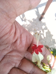 Clerodendrum thomsoniae