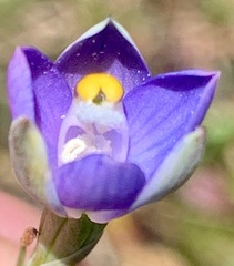 Thelymitra peniculata