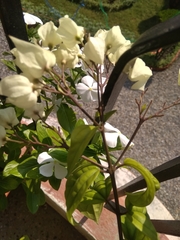 Clerodendrum thomsoniae