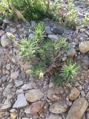 Plantago sempervirens
