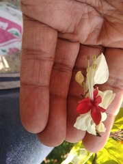 Clerodendrum thomsoniae