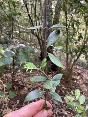 Parsonsia heterophylla